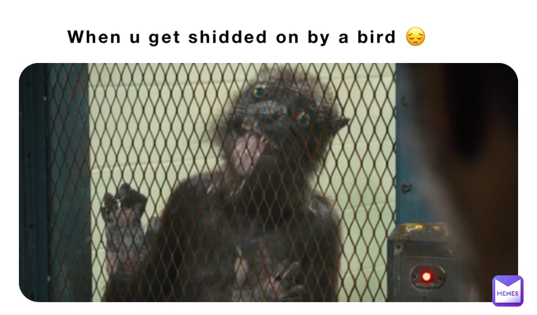 When u get shidded on by a bird 😔