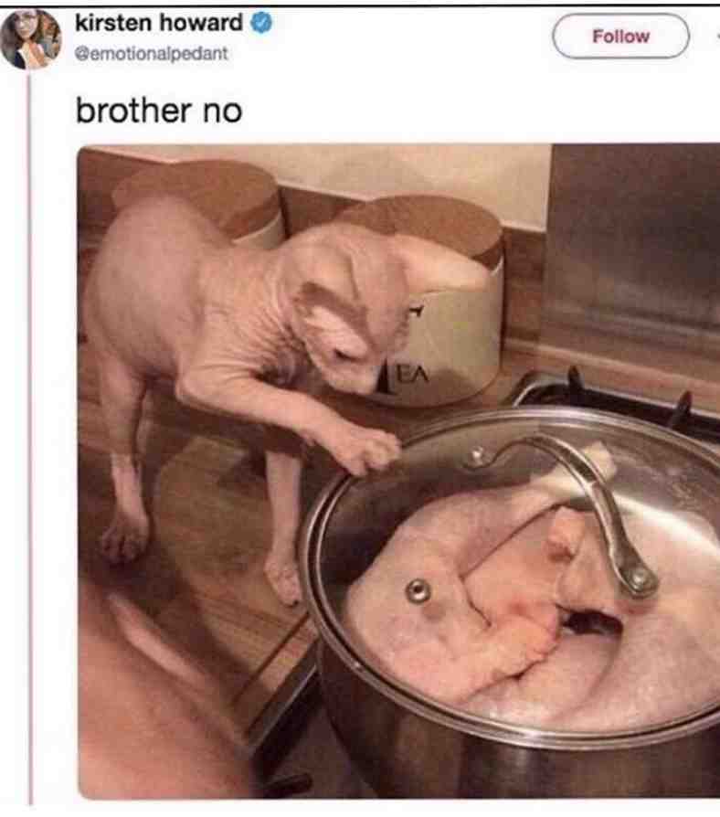 nooo #funny #cat #hairlesscat #memes #dankmemes