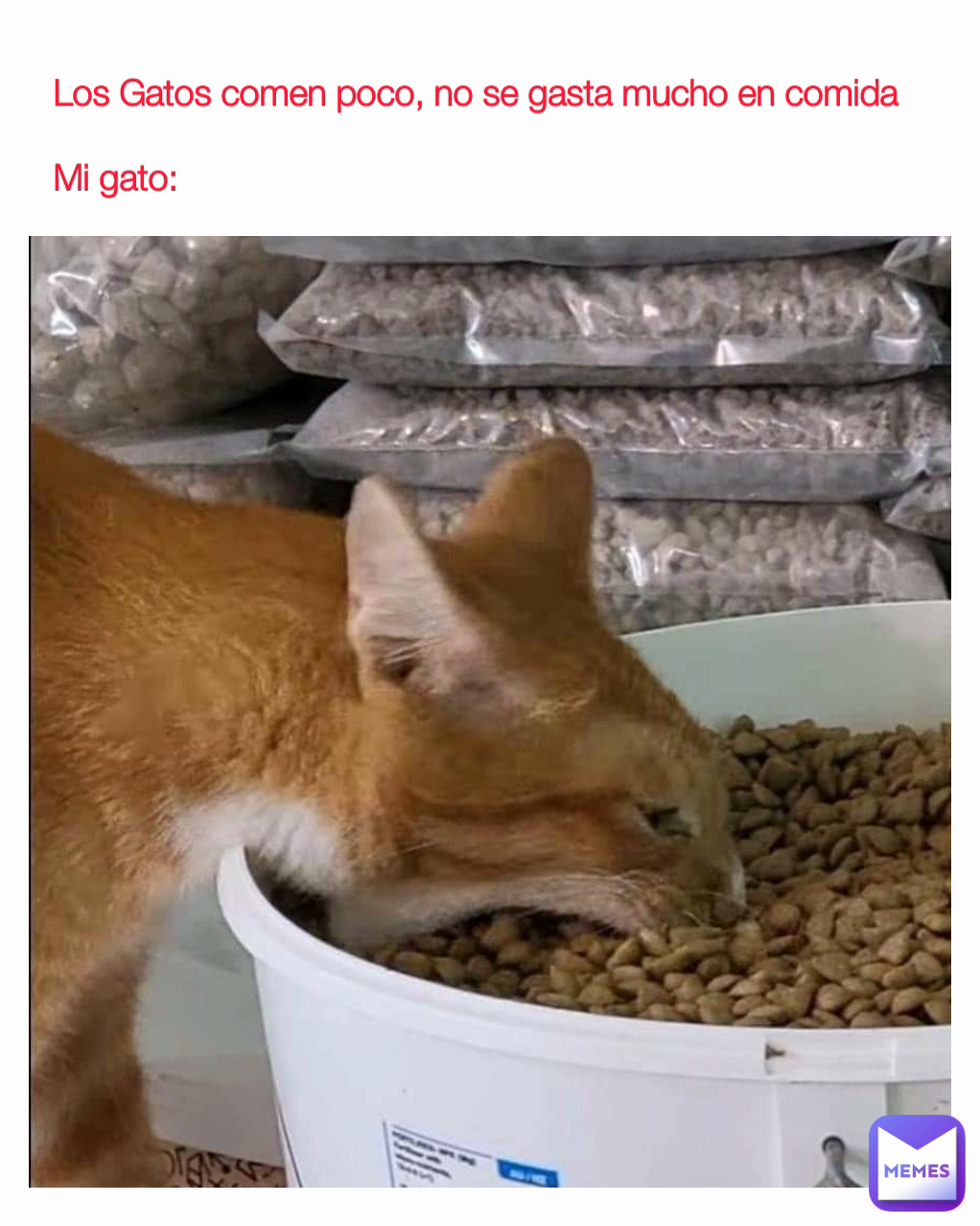 Los Gatos comen poco, no se gasta mucho en comida 

Mi gato: