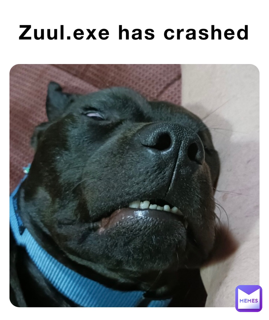 Zuul.exe has crashed