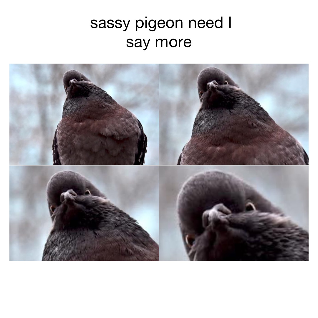 Pigeon i showed you my dick answer me