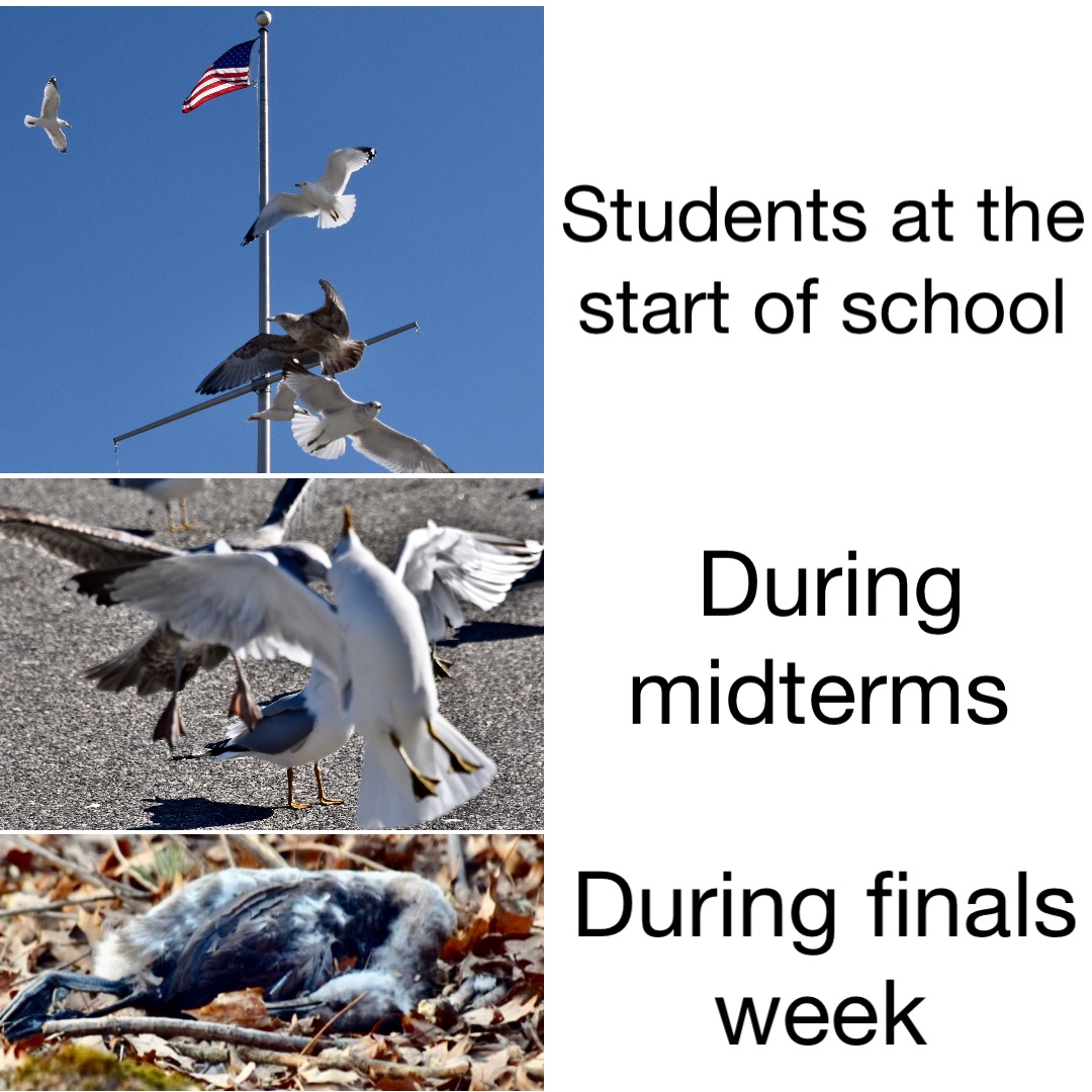 Students at the start of school During midterms During finals week