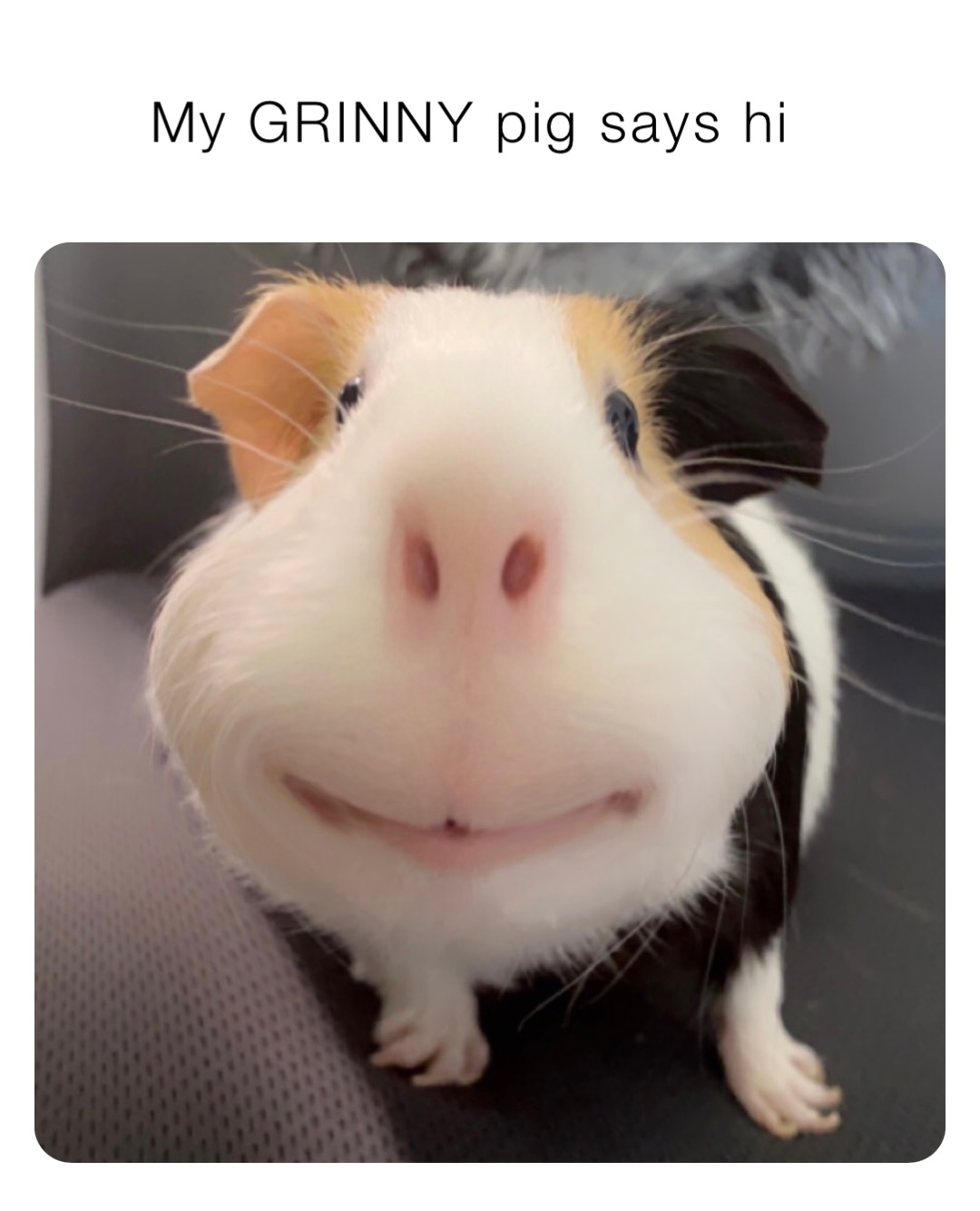 My GRINNY pig says hi