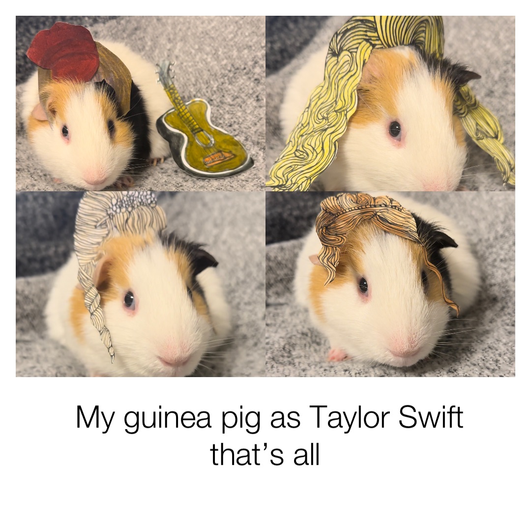 My guinea pig as Taylor Swift that’s all