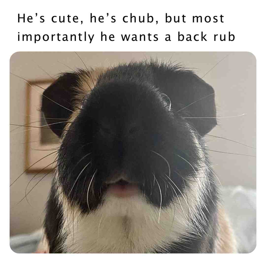 #guineapig #poem #cute #meme