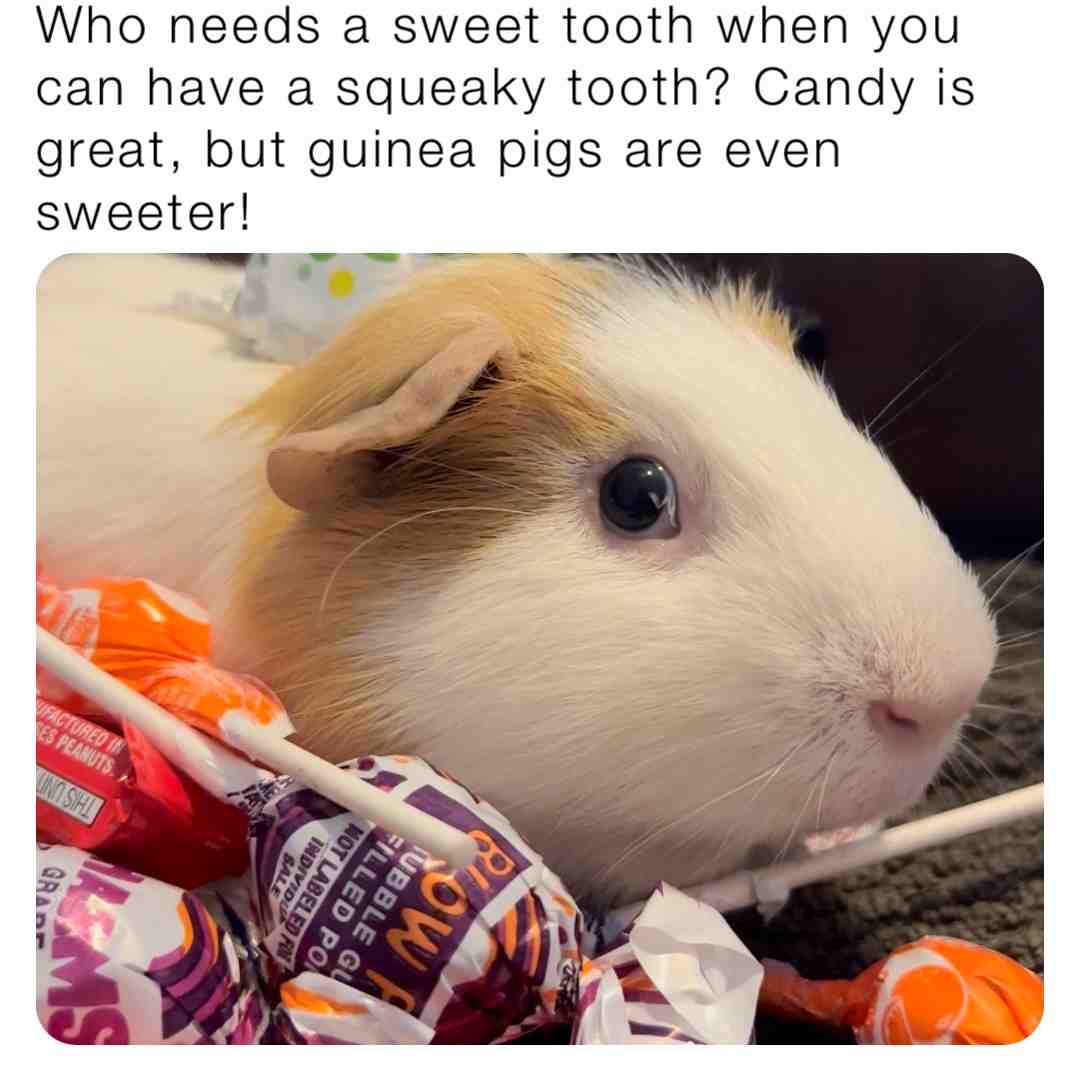 Awwwww😍 #guineapig #candy #sweet #adorable