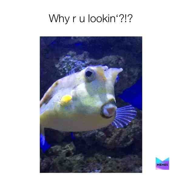 #funnymemes #fish #why