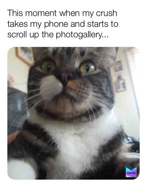 #crush #funnymemes #shock #catmemes #frightened #why #photo