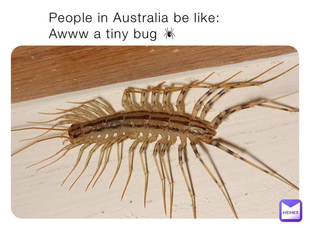 People in Australia be like:
Awww a tiny bug 🕷