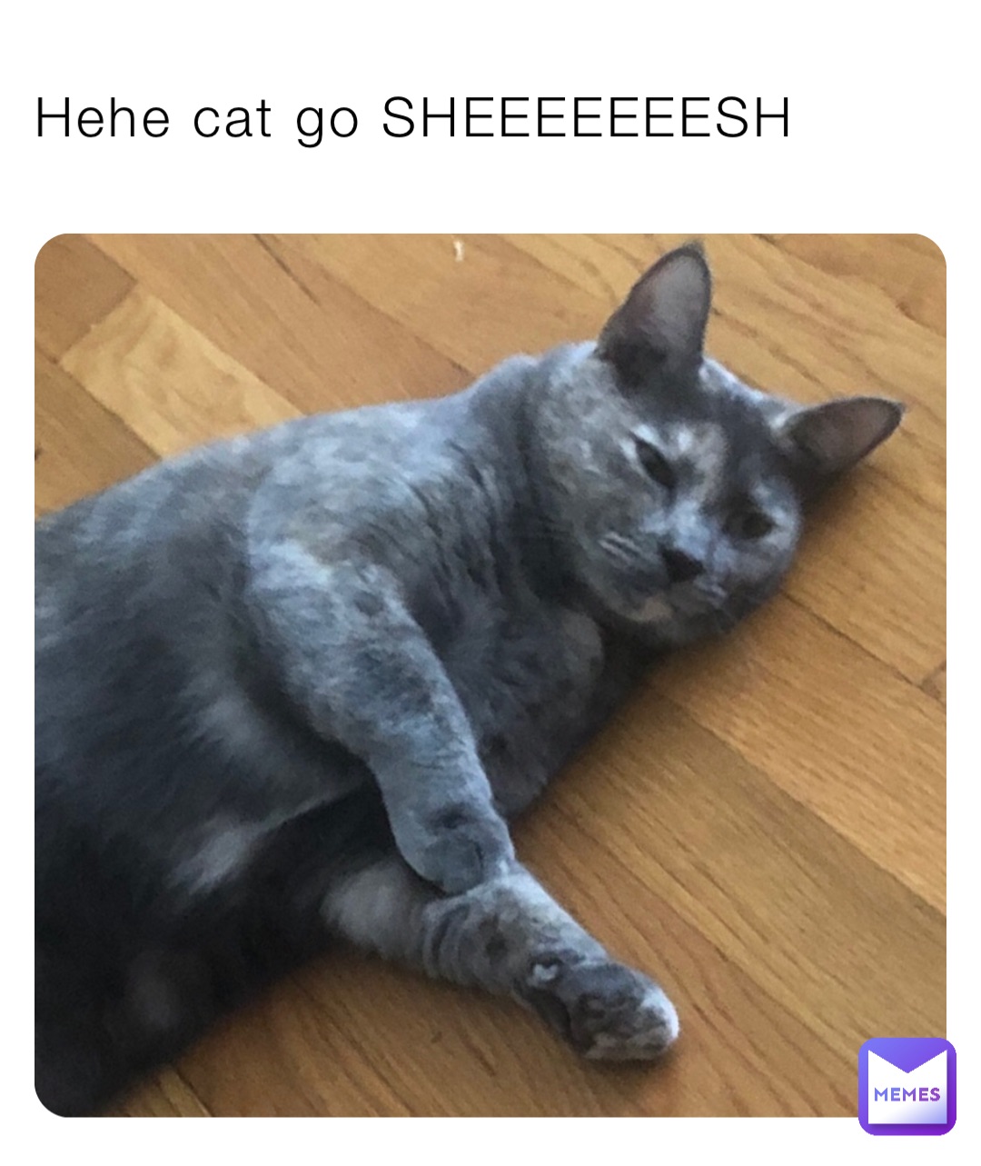 Hehe cat go SHEEEEEEESH