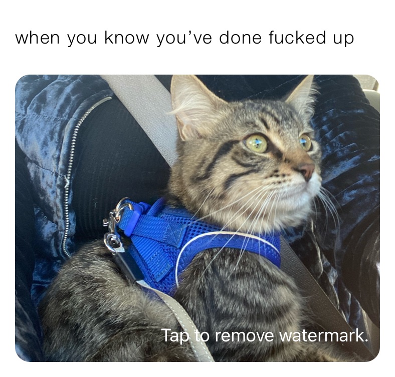 Meme by Morphin_Time_Bitch