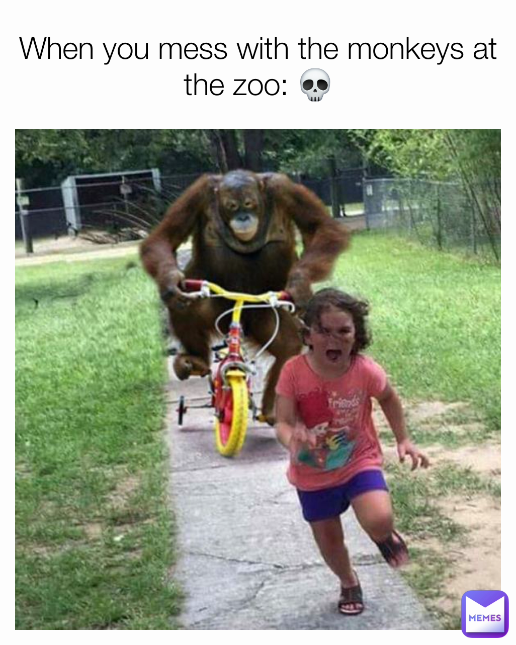 When you mess with the monkeys at the zoo: 💀
