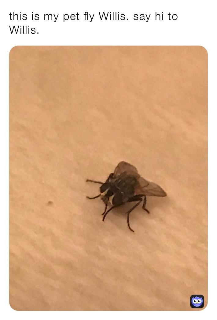 this is my pet fly Willis. say hi to Willis.