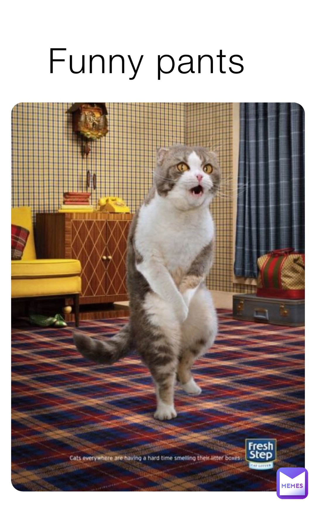 This cat has no pants : r/meme