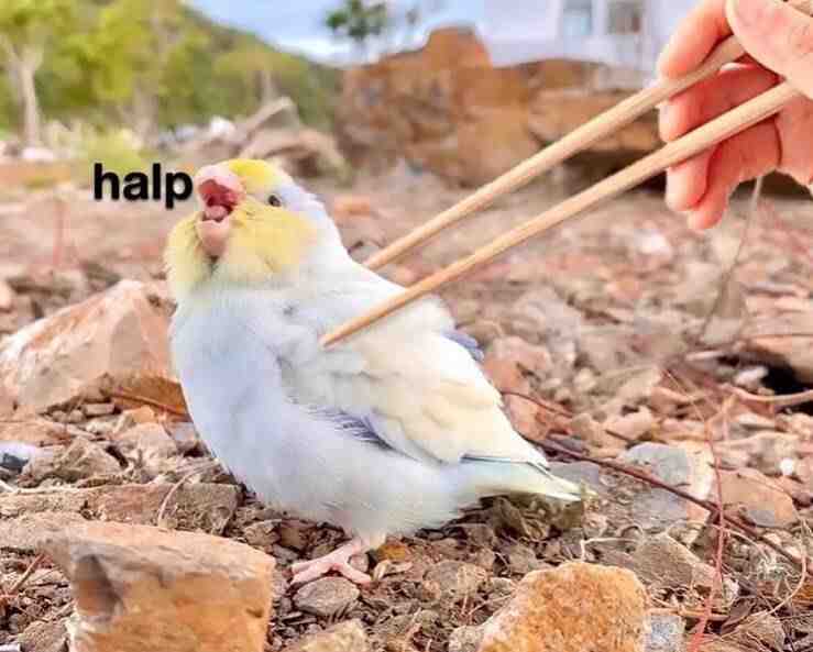 Meme shared by @STEALT_BLADE