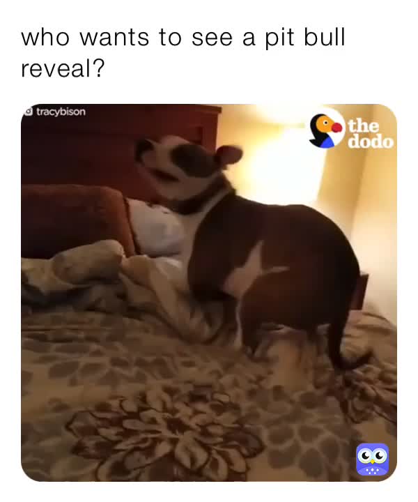 it’s a different pit bull it’s not the one in my pfp