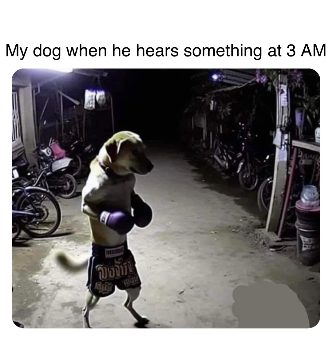 Double tap to edit My dog when he hears something at 3 AM