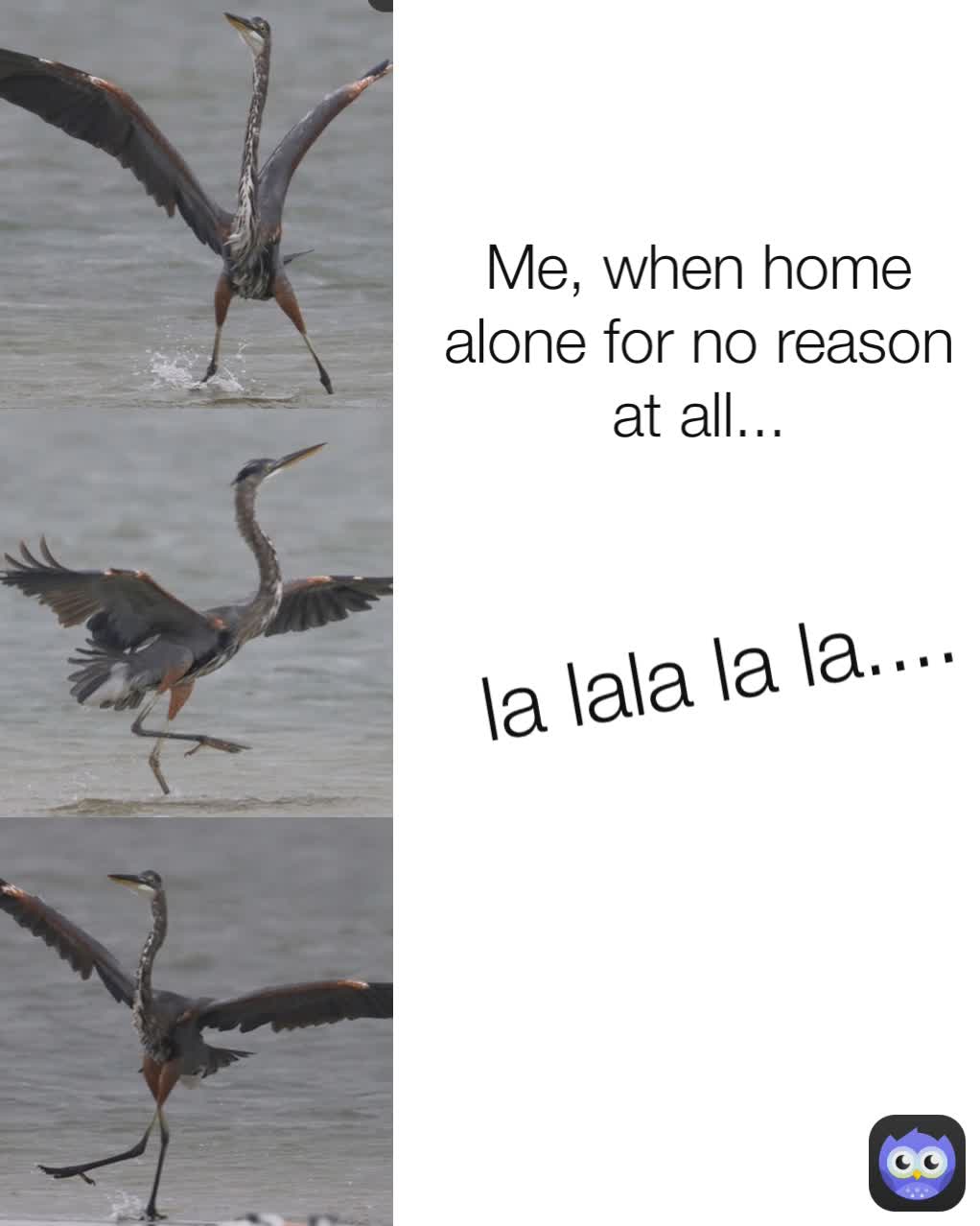 Meme by wildlifecomedy