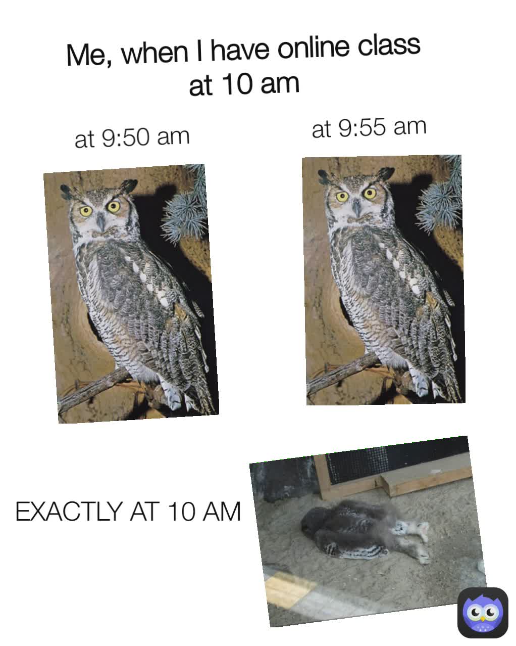 Meme by wildlifecomedy