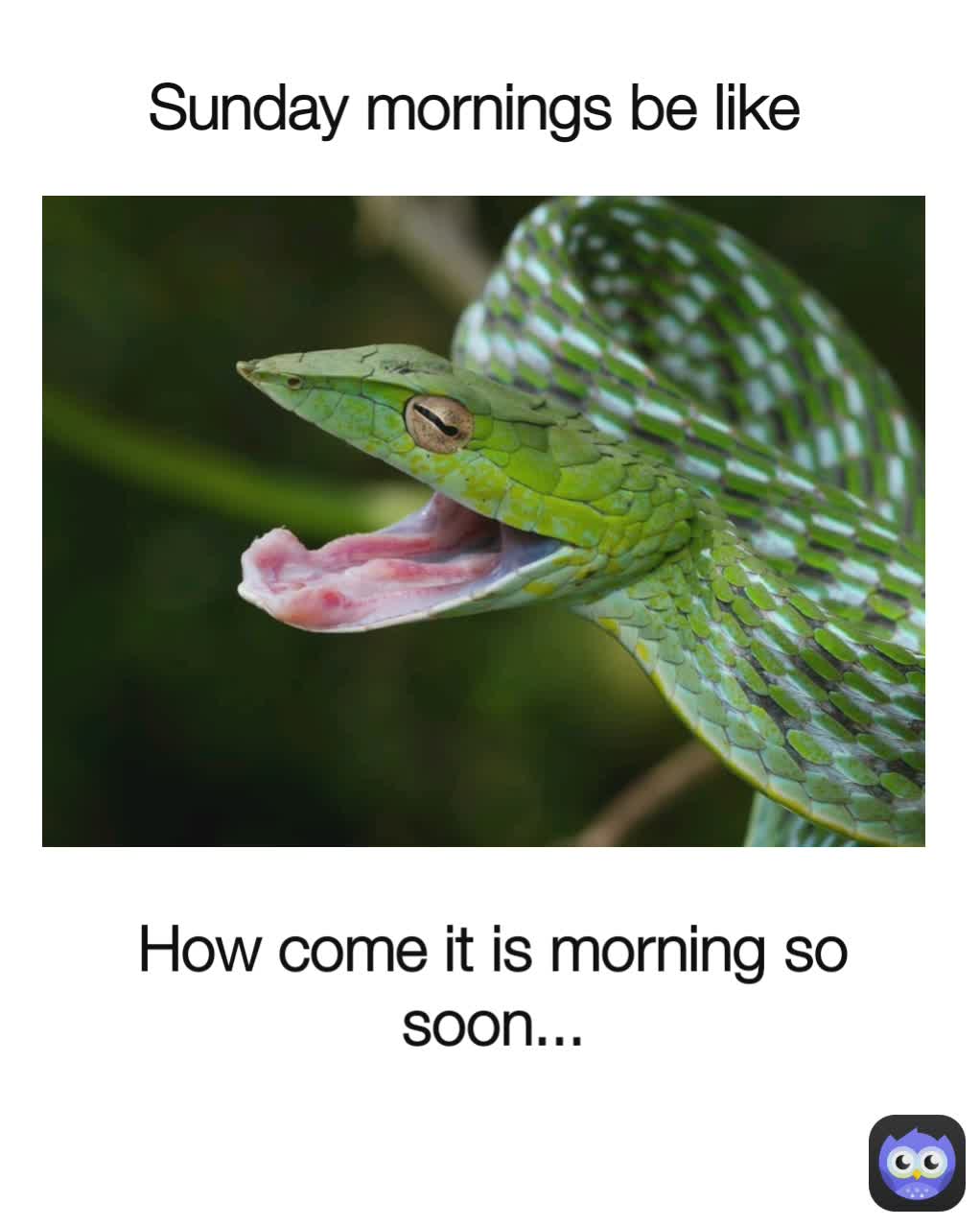 Meme by wildlifecomedy