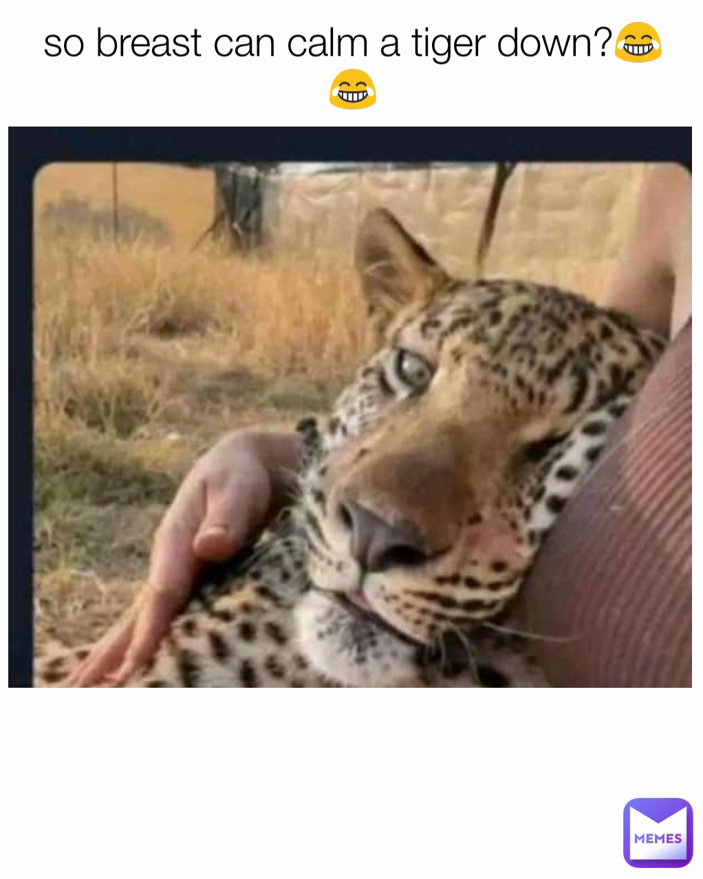 so breast can calm a tiger down?😂😂