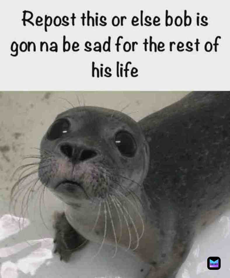 #bob