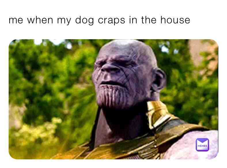 #memes  #hahahaha  #pewdiepie  #dog  #shit