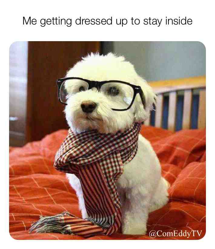 #comedy #memes #2020 #dog #dressedup