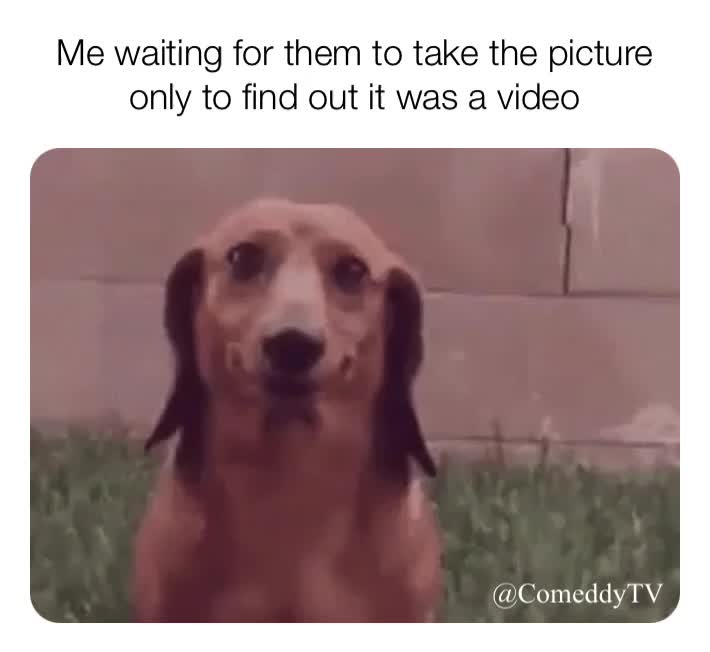 #comedy  #memes  #funny  #dog