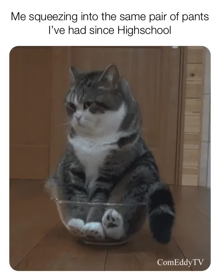 #comedy  #memes  #cat