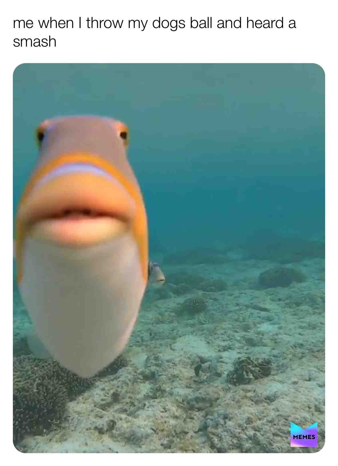 Relatable #dank #meme #funny #relatable #fish