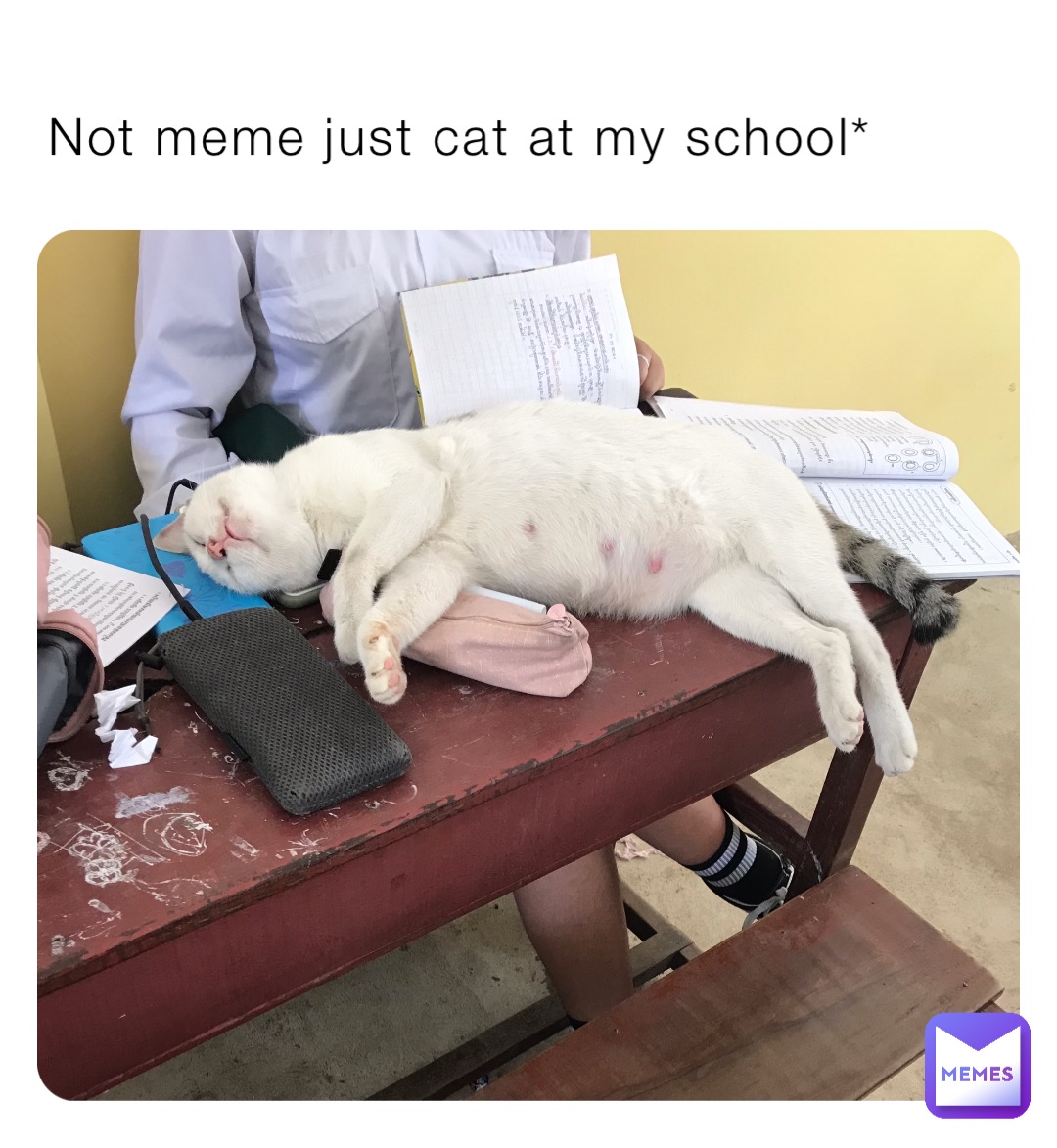 Not meme just cat at my school*