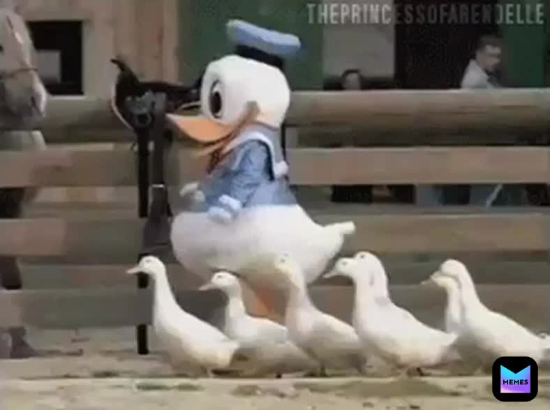 #lol  #trump  #donaldduck  #disney  #politics  #thuglife  #farm  #ducks  #trumpmemes  #waddle  #quack