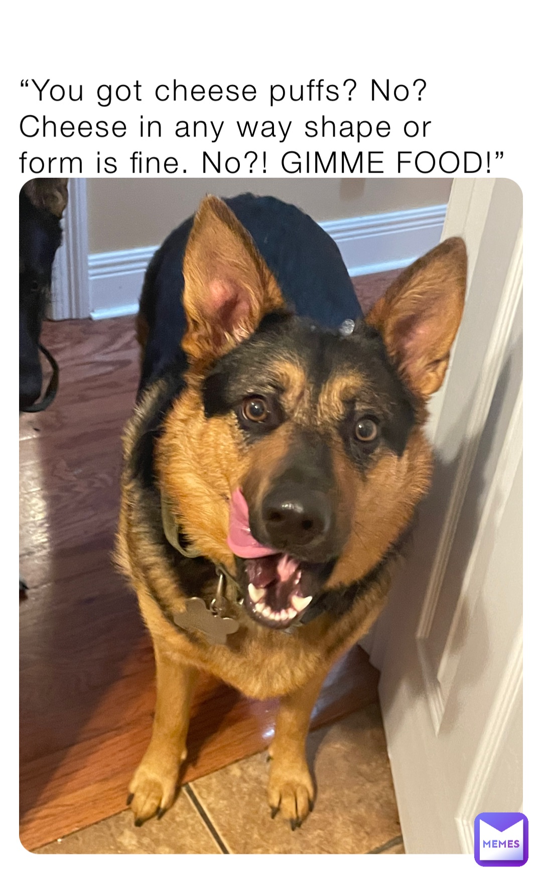 This is my real life dog.