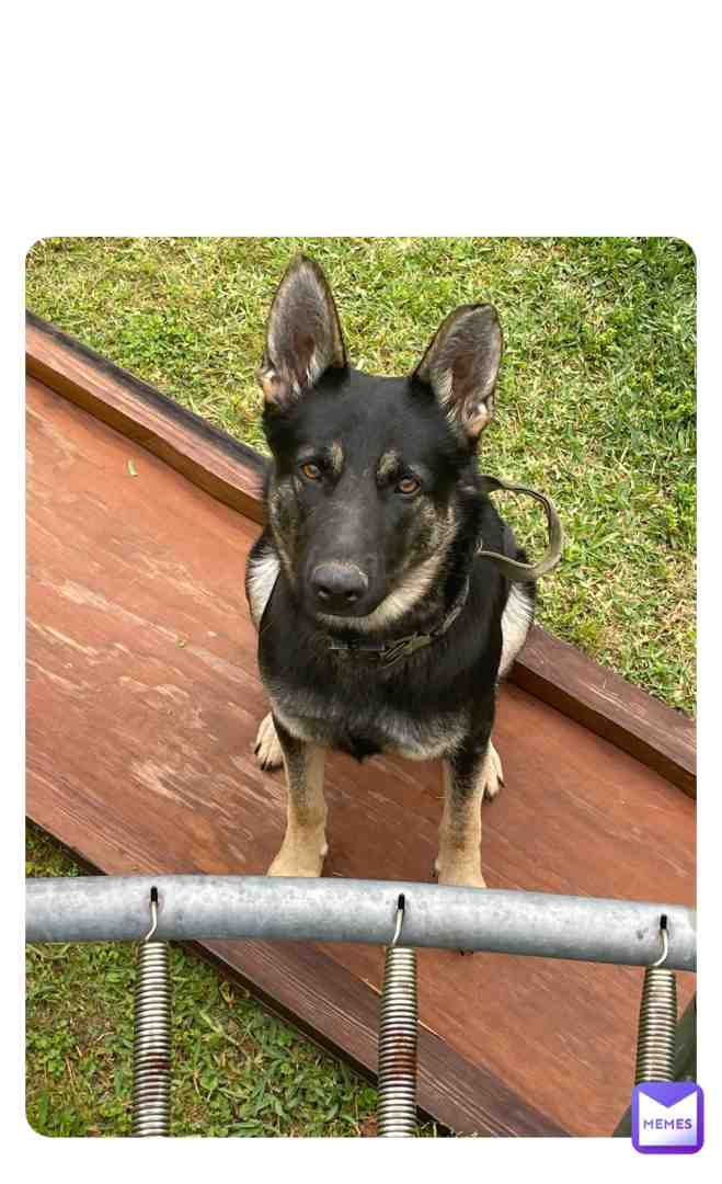 This is my dog, Dobby. Isn’t she adorable. We adopted her from a shelter because she either managed to escape from her original owner(s), or was dumped on the side of the road. The shelter had a policy so that if you didn’t pick up your dog within five days, someone could adopt them. Obviously, Dobby’s owner didn’t come pick her up within five days. Her original name was Azalea but we changed it to Dobby. We were going to name her Aurora but we changed it to Dobby.