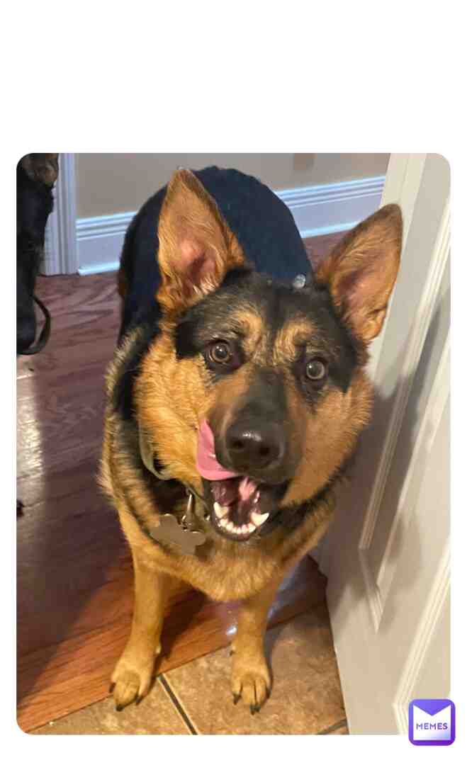 This is my dog, Freyja. She is eighteen months old, and we bought her from my friend’s mom. She is a German Shephard, and is very adorable. She will chew on anything she can fit in her mouth, as well as stuff she can’t, and likes eating food. She is on a diet because she was getting VERY heavy, and the vet said that she didn’t have to be light enough to be like an Army dog, but she was getting way to heavy. She was the first dog that my family ever got, and she is a good dog.