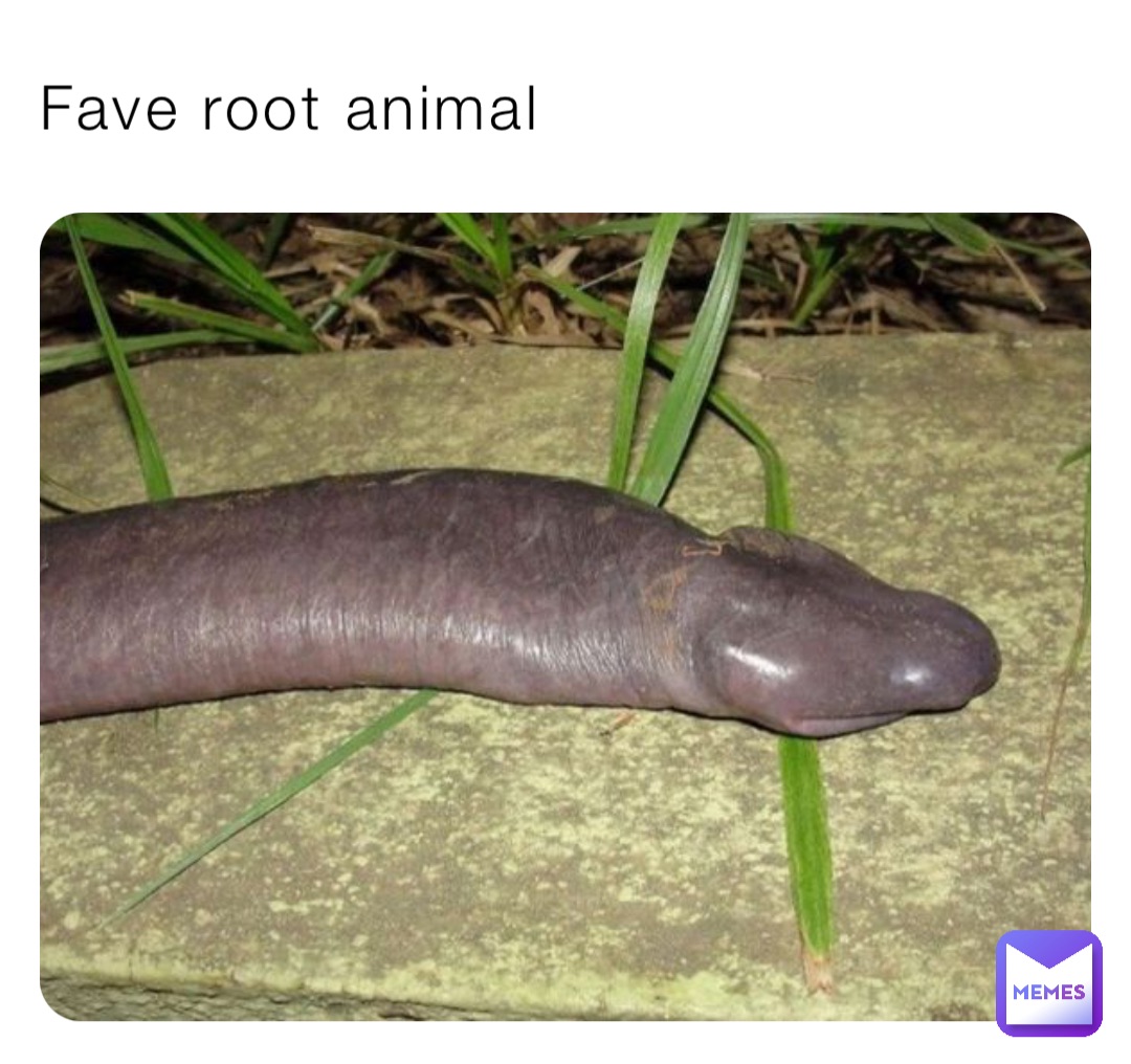 Fave root animal