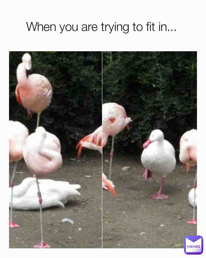 Meme shared by @itsonlylisa