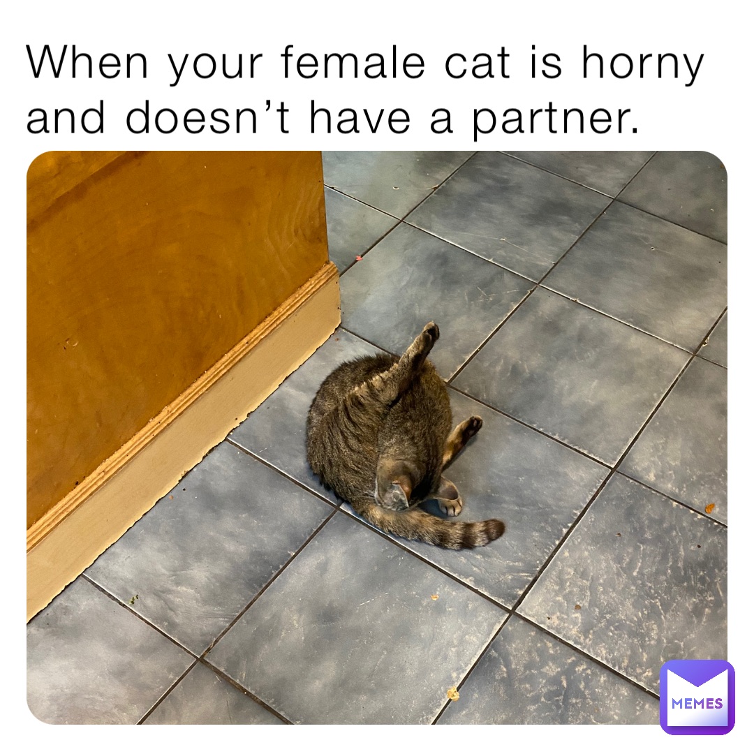 When your female cat is horny and doesn’t have a partner.