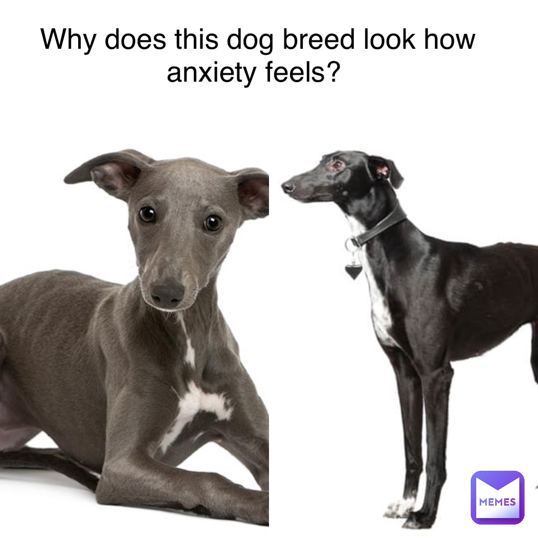 Why does this dog breed look how anxiety feels?