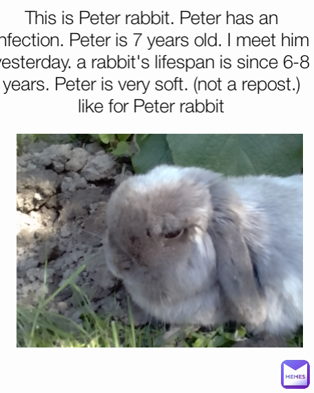 This is Peter rabbit. Peter has an infection. Peter is 7 years old. I meet him yesterday. a rabbit's lifespan is since 6-8 years. Peter is very soft. (not a repost.) like for Peter rabbit