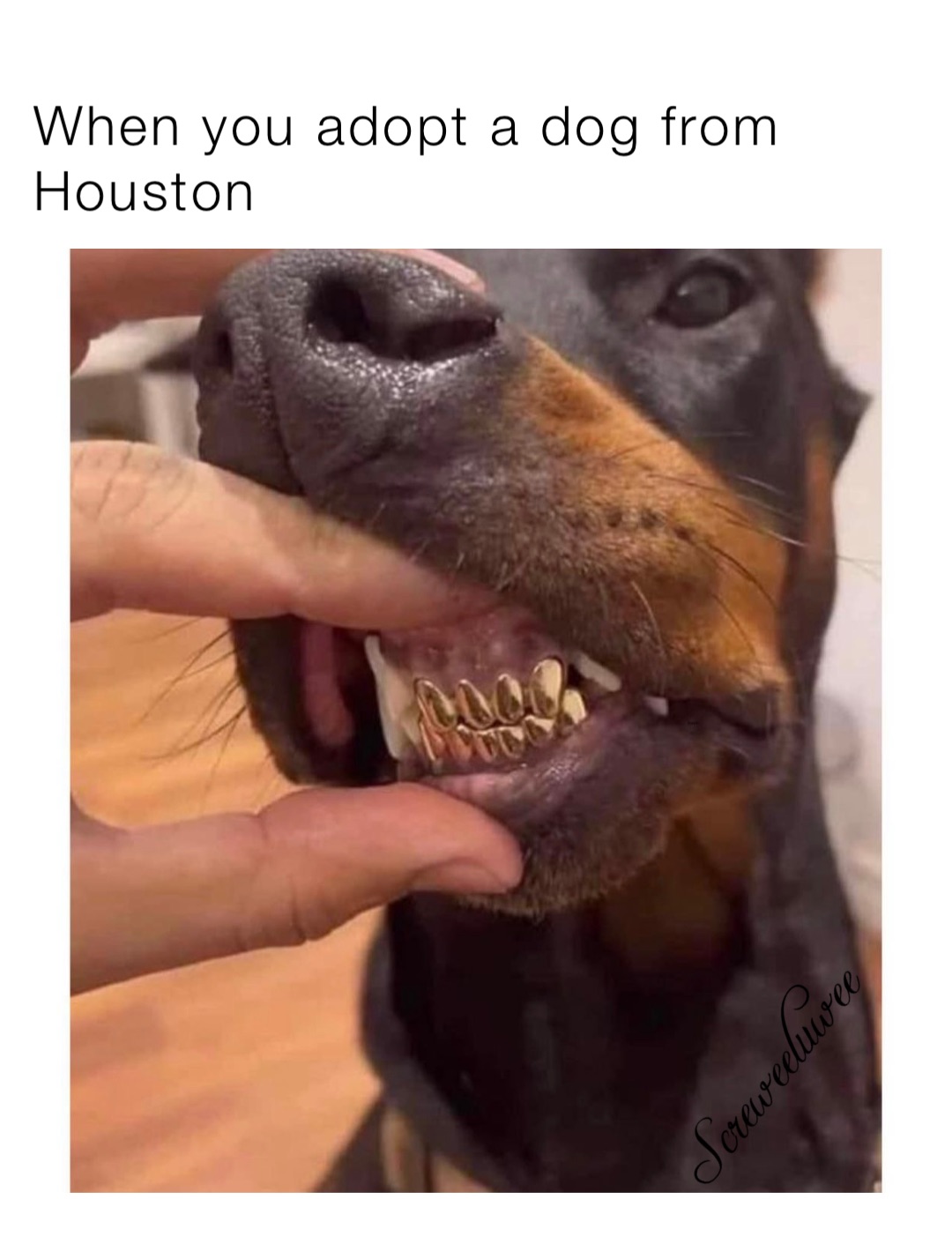 When you adopt a dog from Houston