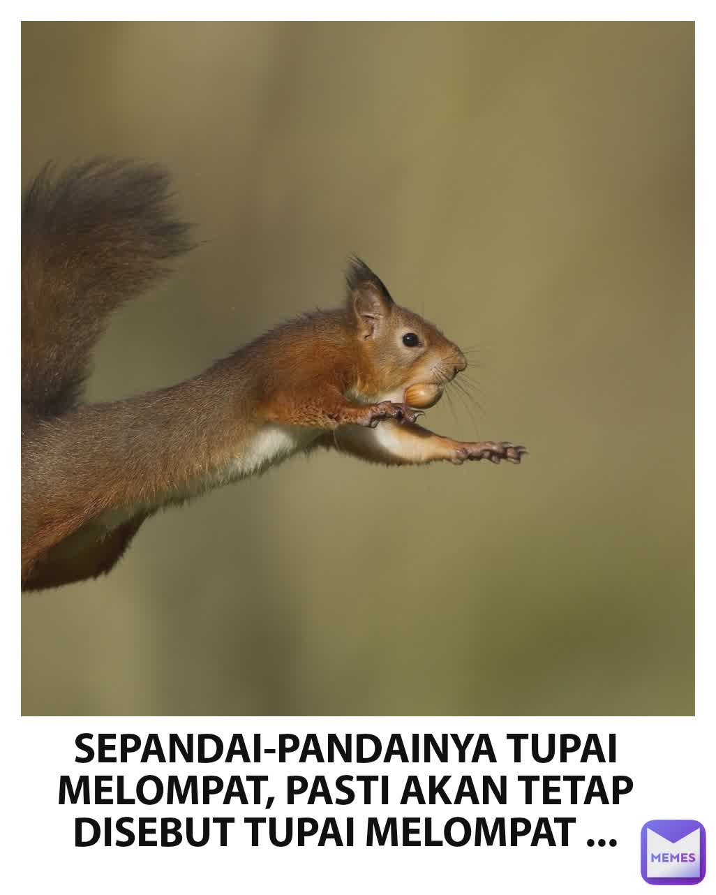 SEPANDAI-PANDAINYA TUPAI MELOMPAT, PASTI AKAN TETAP DISEBUT TUPAI MELOMPAT ...