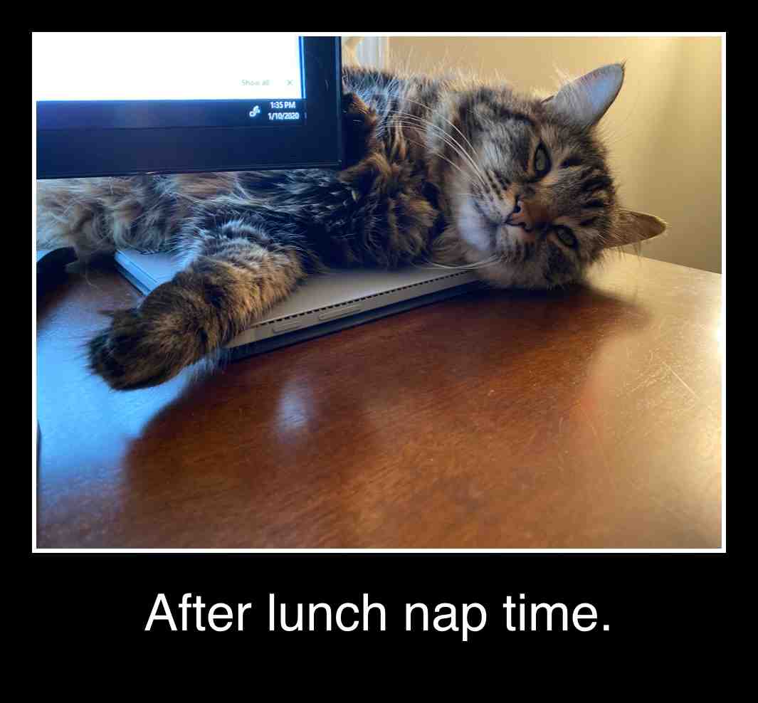 #GusterBurtonCat #lunchbreak #exhausted