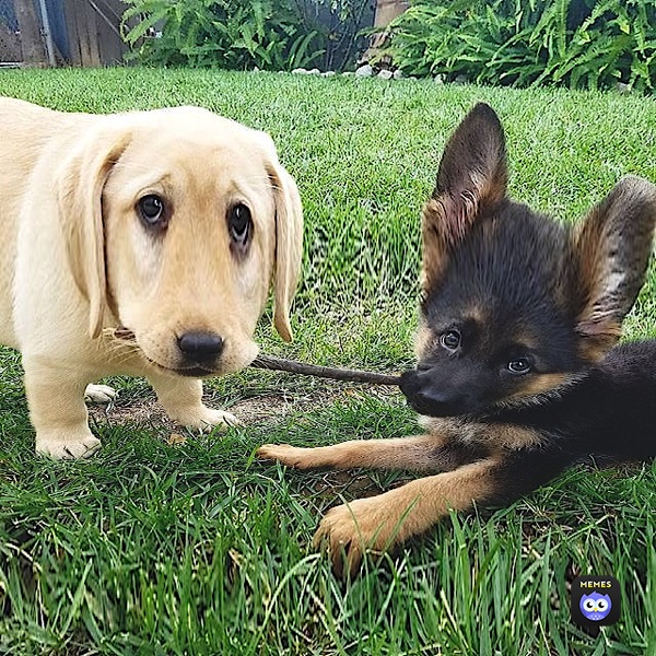 Meme by BRUH_man42021