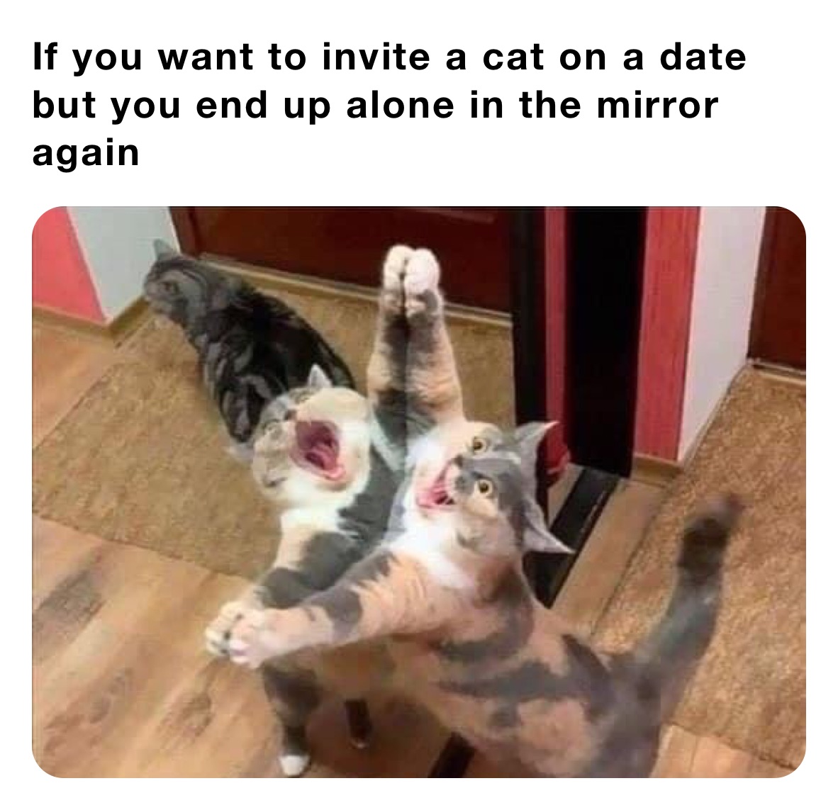 If you want to invite a cat on a date but you end up alone in the mirror again