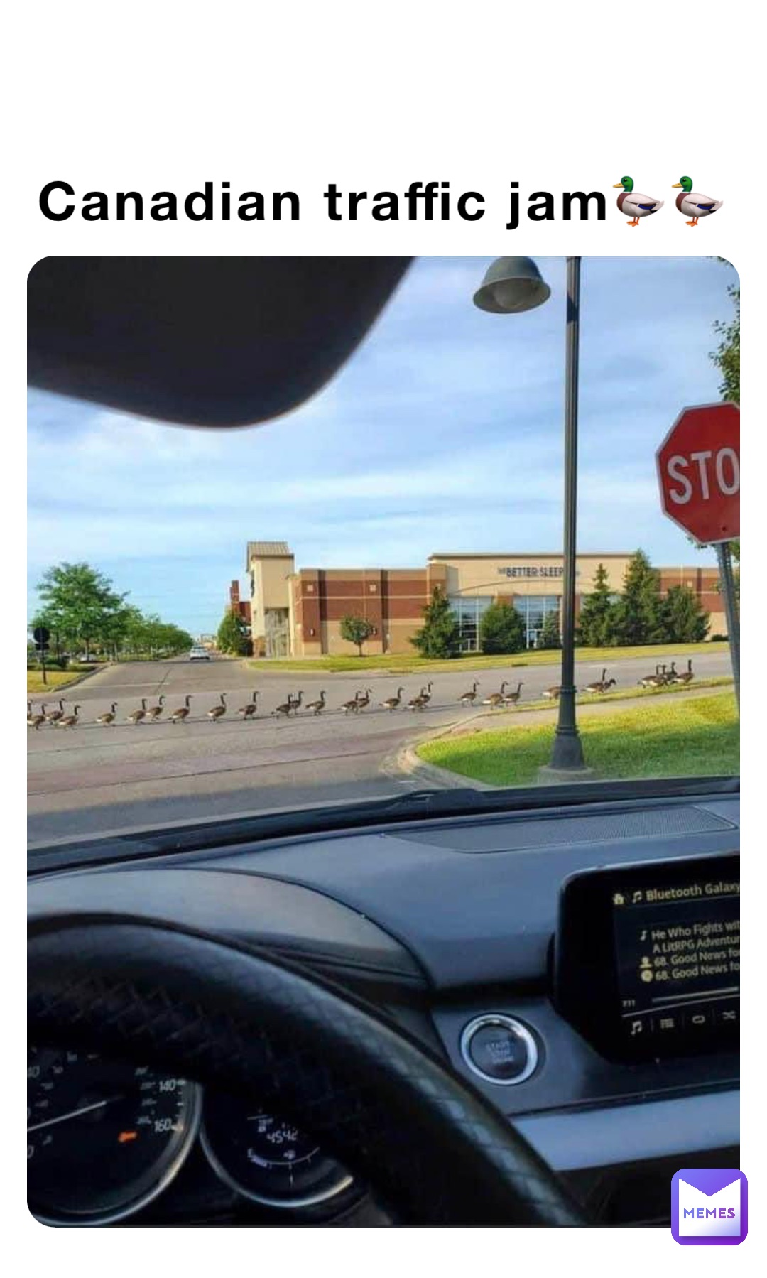 Canadian traffic jam🦆🦆