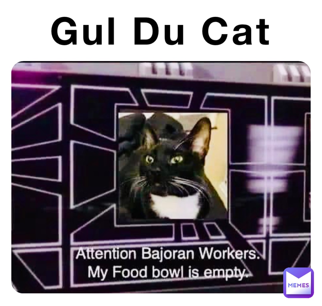 Gul Du Cat