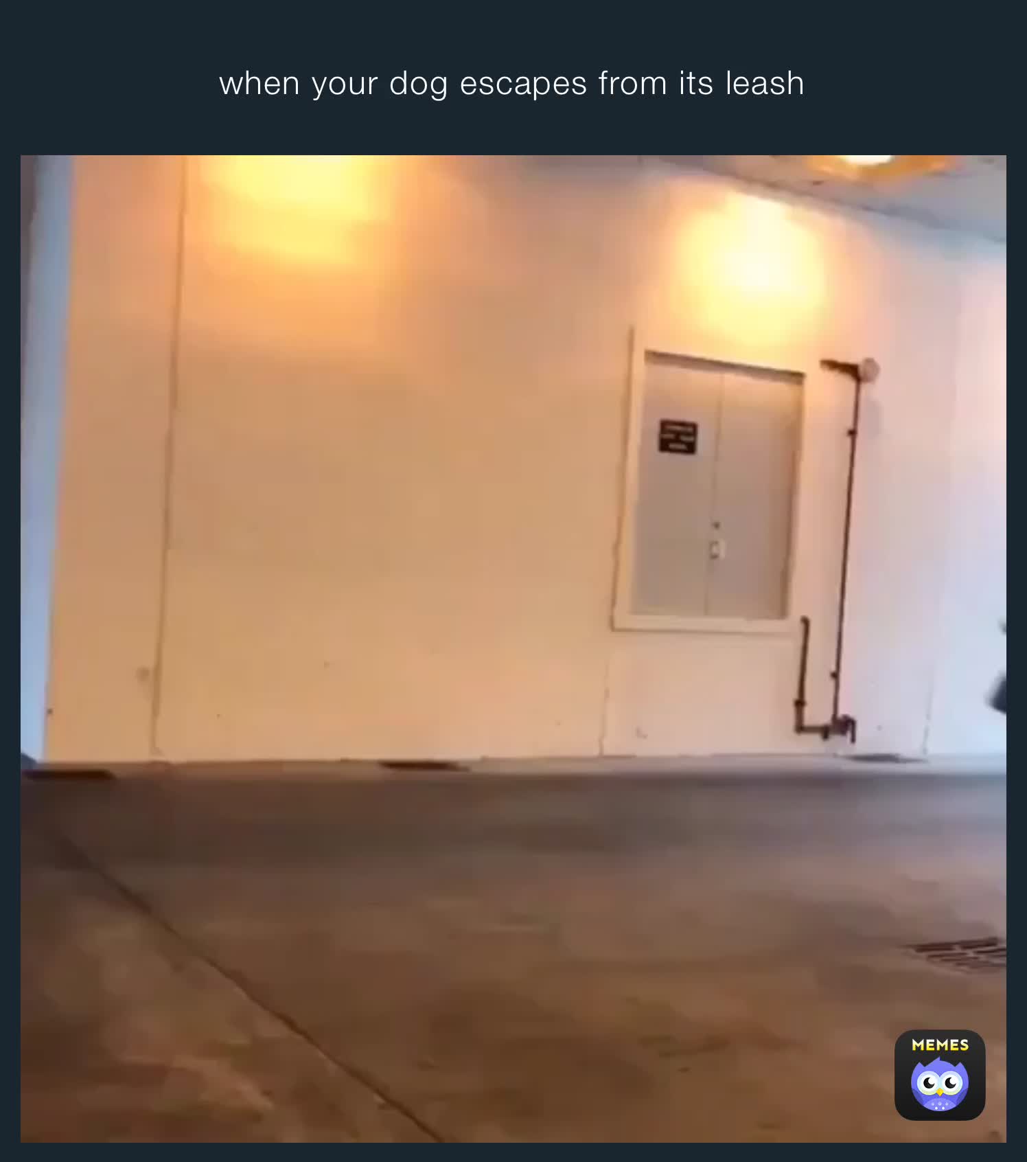 when your dog escapes from its leash Teetas489 Memes