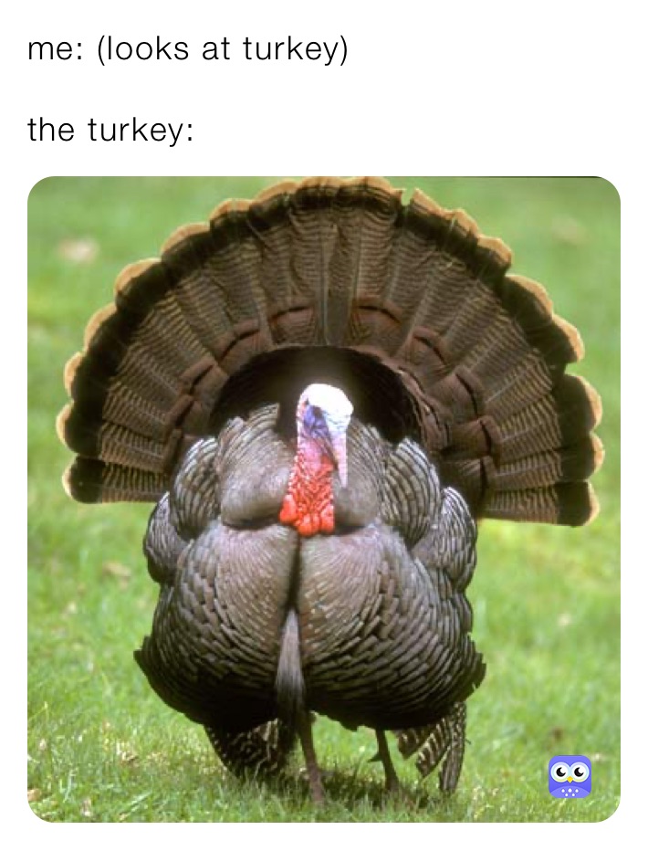 me: (looks at turkey)

the turkey: